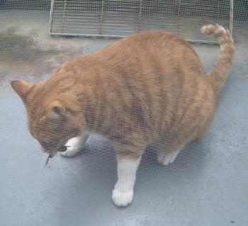ファイル名: 080810f.jpg
ファイルサイズ: 58.1KB
→クリックで元のサイズを表示 080810f