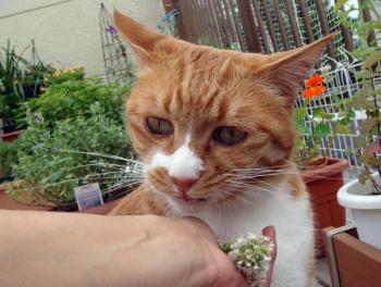 ファイル名: 09062543.jpg
ファイルサイズ: 60.4KB
→クリックで元のサイズを表示 09062543