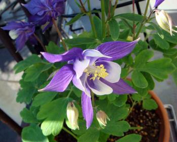 aquilegia08022715