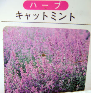 ファイル名: nepeta0810041.jpg
ファイルサイズ: 33KB nepeta0810041
