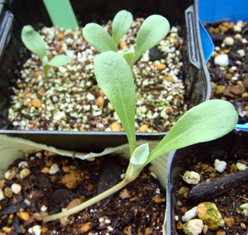 centa0811093