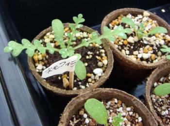 ファイル名: nemophyla0710291.jpg
ファイルサイズ: 45.2KB
→クリックで元のサイズを表示 nemophyla0710291