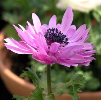 anemone03032