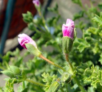 pelargonium0803072