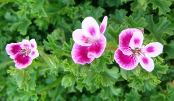 pelargonium0803082