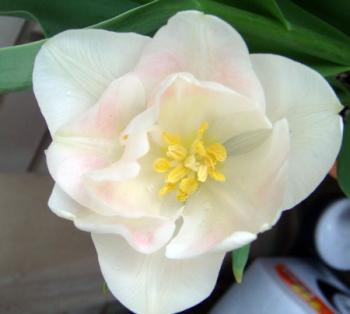tuanj0804242