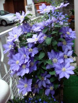 clema0805042