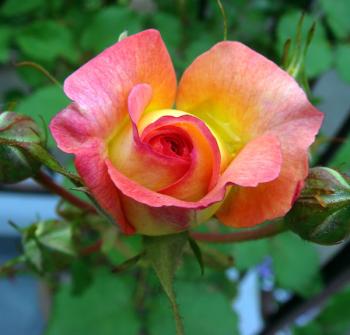 rose0805042