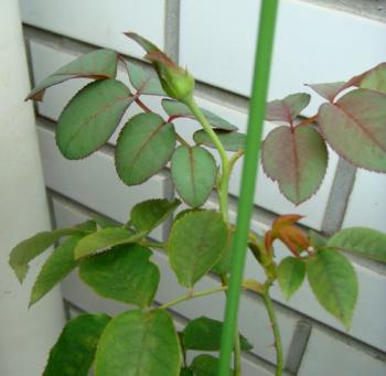 roseber0808232