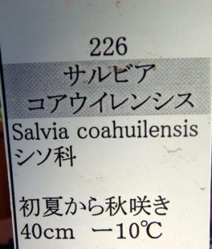 coahui0810041