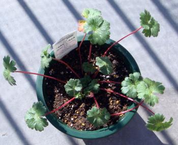 gerashoot0901153