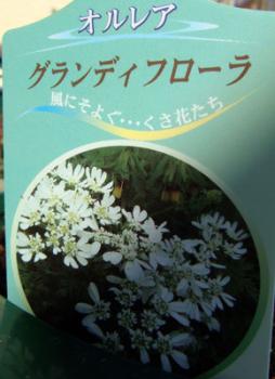 ファイル名: orl09011501.jpg
ファイルサイズ: 31.7KB
→クリックで元のサイズを表示 orl09011501