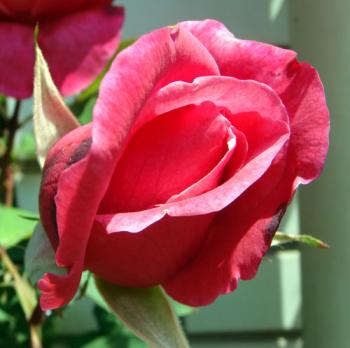 ファイル名: roseber0905025.jpg
ファイルサイズ: 47.6KB
→クリックで元のサイズを表示 roseber0905025