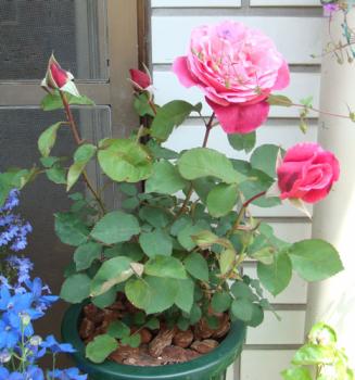 ファイル名: roseber0905026.jpg
ファイルサイズ: 66.9KB
→クリックで元のサイズを表示 roseber0905026