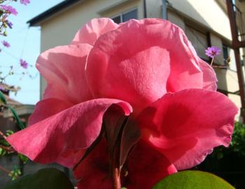 ファイル名: roseber0905028.jpg
ファイルサイズ: 55.9KB
→クリックで元のサイズを表示 roseber0905028