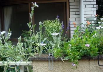 all1f09090904