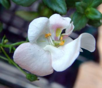 Diascia0909164