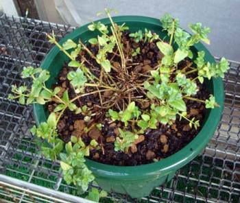 Diascia0909166